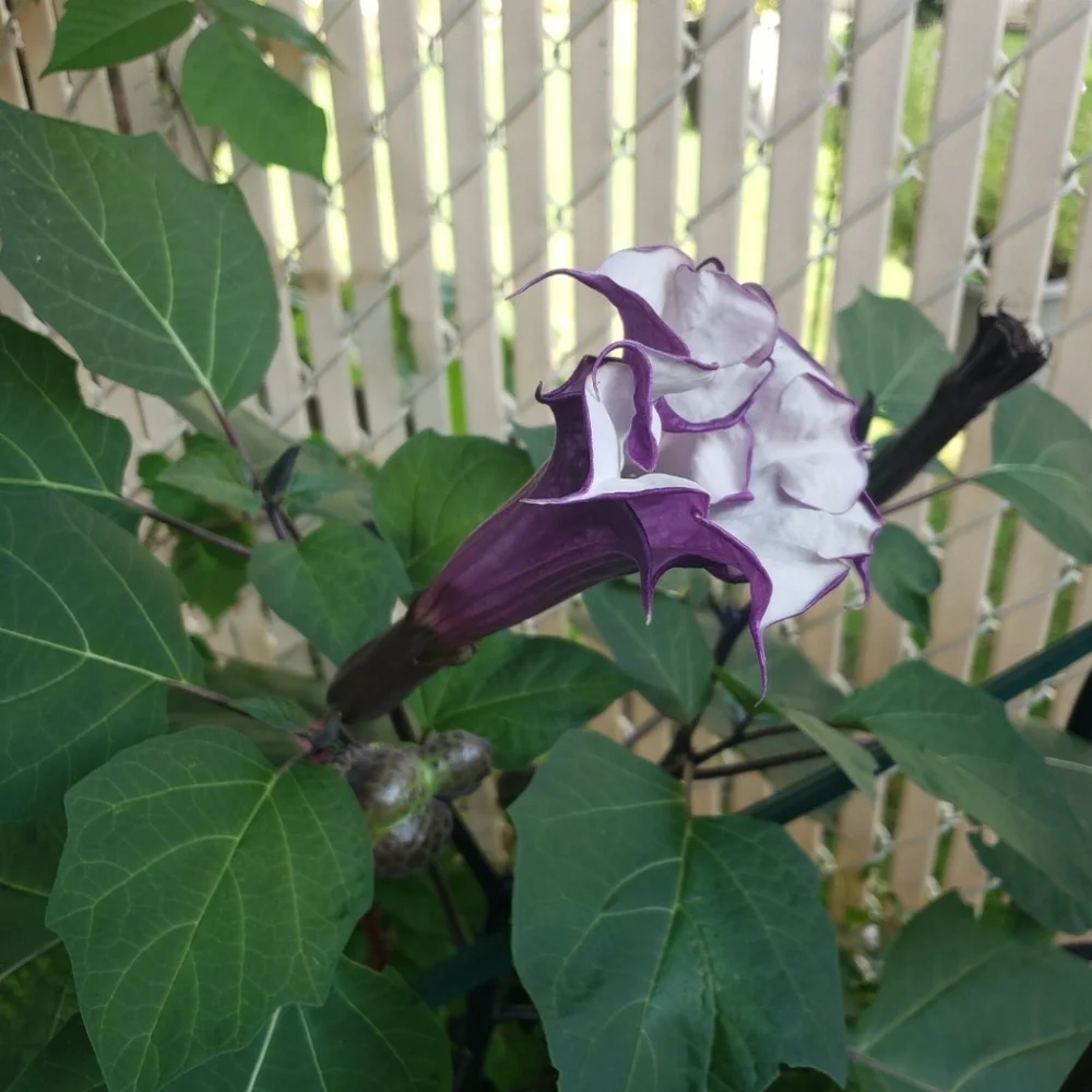 Double purple angel trumpet - Picture 5 of 9